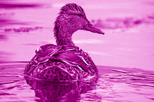 Floating Female Mallard Duck Glancing Sideways (Pink Shade Photo)