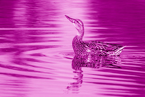 Floating Mallard Duck Watches Dragonfly Buzzing Above (Pink Shade)