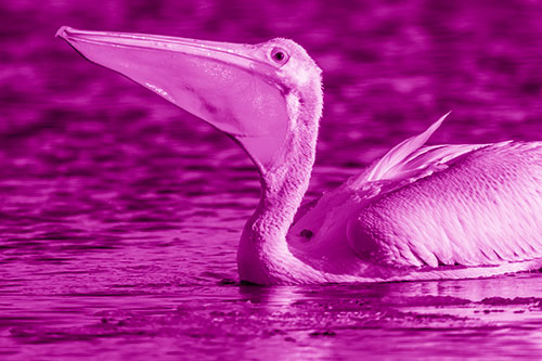 Floating Pelican Swallows Fishy Dinner (Pink Shade Photo)