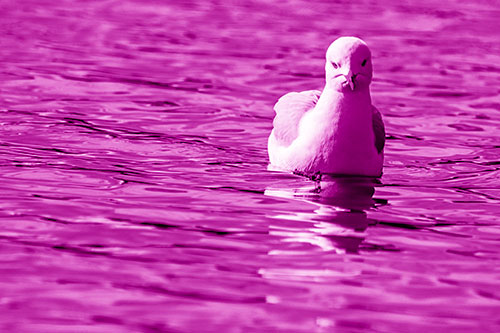 Floating Seagull Making Direct Eye Contact (Pink Shade)