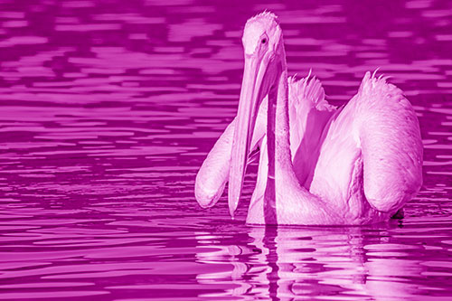 Floating Wing Spread Pelican Hunting For Fishy Breakfast (Pink Shade)