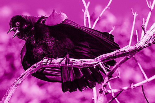 Fluffy Red Winged Blackbird Cawing Among Curving Branch (Pink Shade)