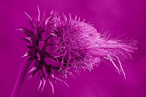Fluffy Spiked Bug Eyed Thistle Face (Pink Shade Photo)