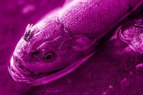 Fly Feasts Among Freshwater Whitefish Eyeball (Pink Shade Photo)