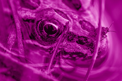 Fly Standing Atop Leopard Frogs Nose (Pink Shade Photo)