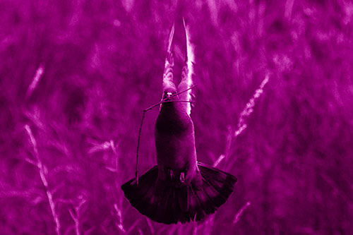 Flying Pigeon Carries Stick In Mouth (Pink Shade)