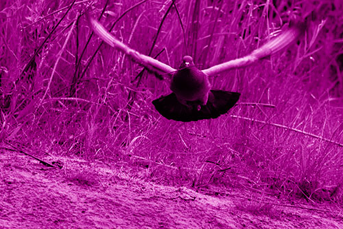 Flying Pigeon Collecting Nest Sticks (Pink Shade Photo)