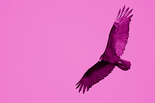 Flying Turkey Vulture Hunts For Food (Pink Shade Photo)