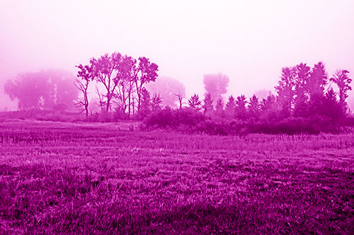 Fog Lingers Beyond Tree Clusters (Pink Shade Photo)