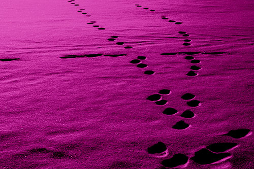 Footprint Trail Across Snow Covered Lake (Pink Shade Photo)