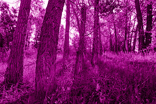 Forest Tree Trunks Blocking Sunlight (Pink Shade Photo)