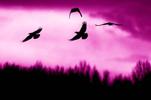 Four Crows Flying Above Trees (Pink Shade Photo)