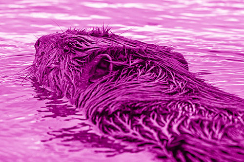 Frightened Beaver Swims Upstream River (Pink Shade)