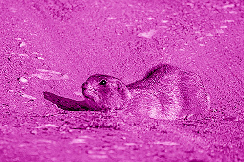 Frightened Russet Ground Squirrel Crouching Atop Dirt Mound (Pink Shade)