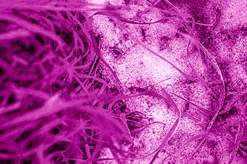 Frowning Grass Face Buried Among Snow (Pink Shade)