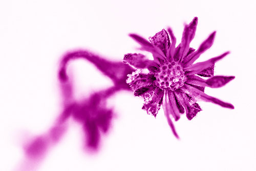 Frozen Ice Clinging Among Bending Aster Flower Petals (Pink Shade Photo)