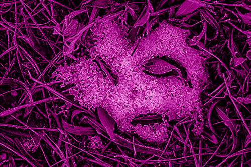 Frozen Leaf Eyed Snow Face Among Frosty Grass (Pink Shade)