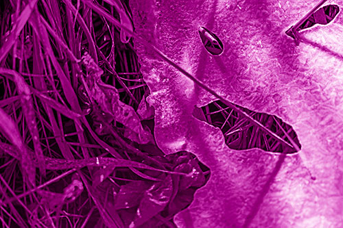Frozen Protruding Grass Bladed Ice Face (Pink Shade Photo)