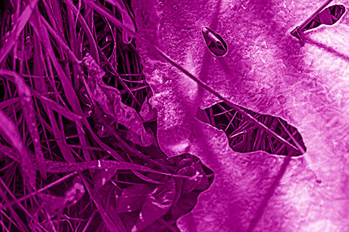 Frozen Protruding Grass Bladed Ice Face (Pink Shade)