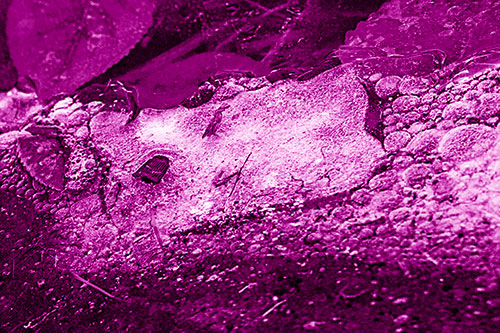 Frozen Rubber Eyed Ice Face Smiling Among Floating Leaves (Pink Shade)