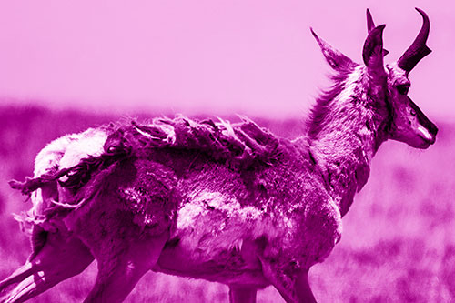 Fur Shedding Pronghorn Walking Along Grass (Pink Shade)