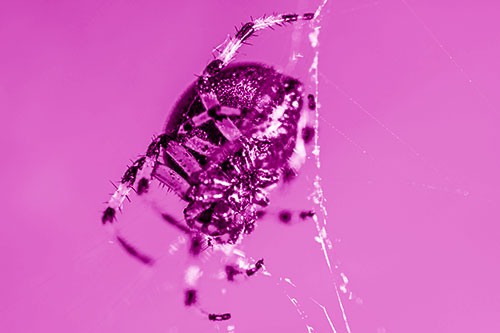 Furrow Orb Weaver Spider Descends Down Web (Pink Shade Photo)