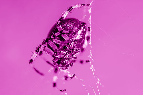 Furrow Orb Weaver Spider Descends Down Web (Pink Shade)