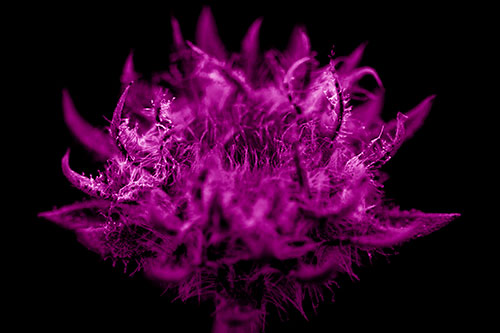 Fuzzy Sunflower Bud Begins Blooming (Pink Shade)