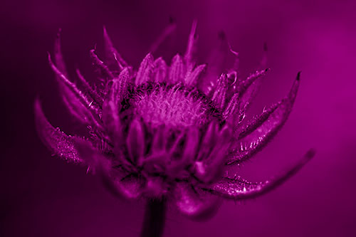 Fuzzy Unfurling Sunflower Bud Blooming (Pink Shade Photo)