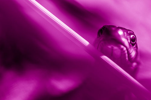 Garter Snake Peeking Head Over Dried Fescue Grass Blade (Pink Shade)