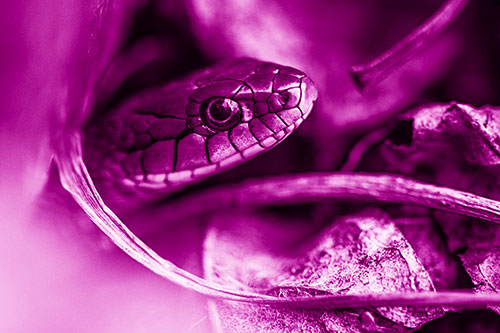 Garter Snake Peeking Out Dirt Tunnel (Pink Shade Photo)