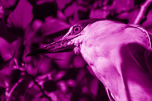 Gazing Black Crowned Night Heron Among Tree Branches (Pink Shade Photo)