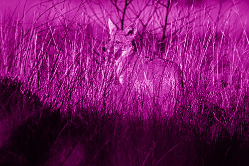 Gazing Coyote Watches Among Feather Reed Grass (Pink Shade Photo)
