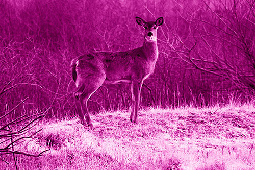 Gazing White Tailed Deer Standing Atop High Ground (Pink Shade Photo)