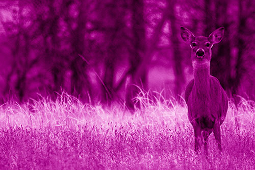 Gazing White Tailed Deer Watching Among Feather Reed Grass (Pink Shade Photo)