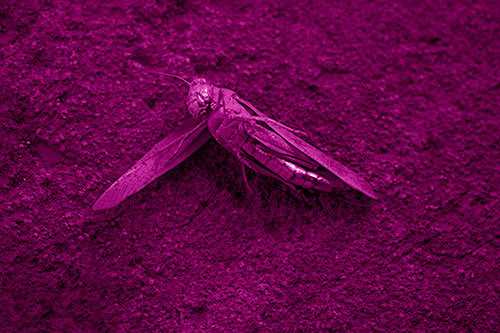 Giant Dead Grasshopper Laid To Rest (Pink Shade Photo)