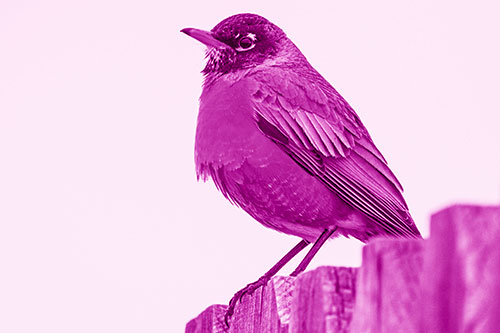 Glaring American Robin Standing Guard Atop Wooden Fence (Pink Shade Photo)