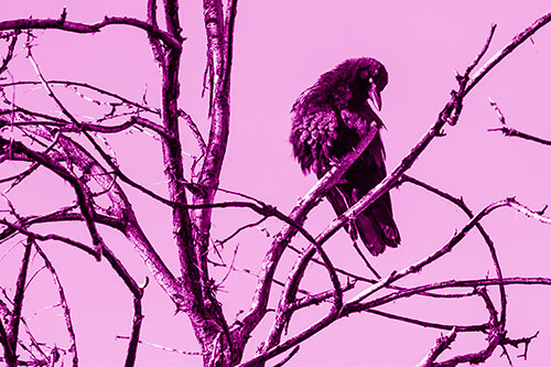 Glaze Eyed Crow Tilting Head Among Dead Tree Branches (Pink Shade)