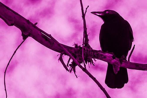 Glazed Eyed Crow Gazing Sideways Along Sloping Tree Branch (Pink Shade Photo)