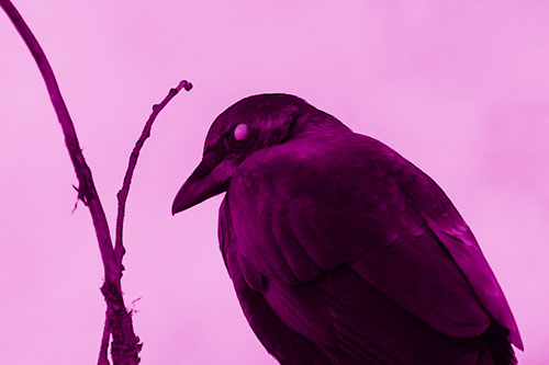 Glazed Eyed Crow Hunched Over Atop Tree Branch (Pink Shade Photo)