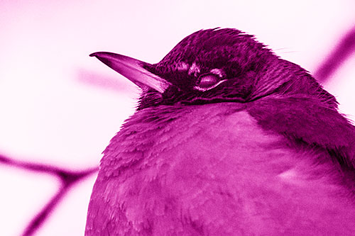 Glazed Eyed Robin Resting Atop Tree Branch (Pink Shade Photo)