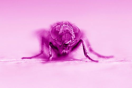 Glistening Cluster Fly Sticking Tongue Out (Pink Shade)