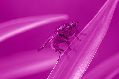 Golden Dung Fly Perched Along Sloping Fescue Grass Blade (Pink Shade)