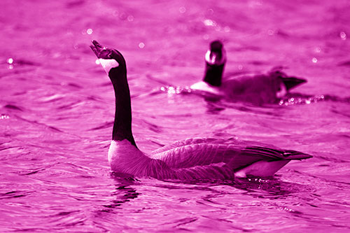 Goose Honking Loudly On Lake Water (Pink Shade Photo)