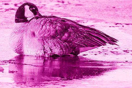 Goose Resting Atop Ice Frozen River (Pink Shade Photo)