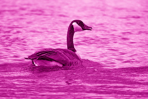 Goose Swimming Down River Water (Pink Shade Photo)