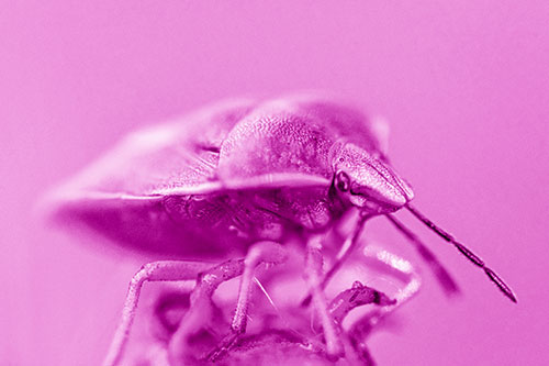 Gorse Shieldbug Standing Atop Gumplant (Pink Shade)