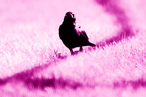 Grackle Bird Walking Down Shadow Line (Pink Shade Photo)