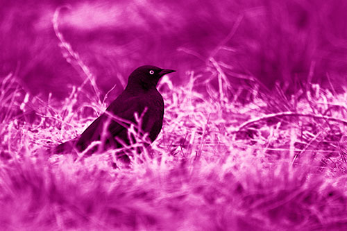 Grackle Standing Among Grass (Pink Shade Photo)