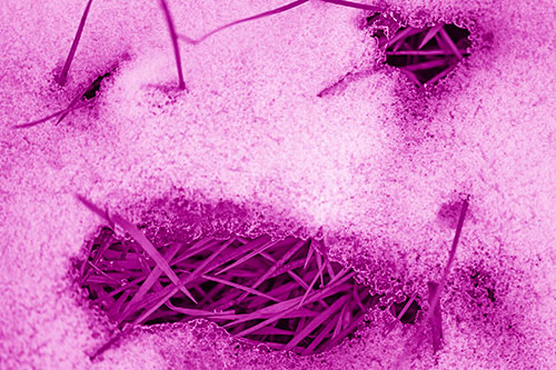 Grass Blade Face Pierces Through Melting Snow (Pink Shade Photo)